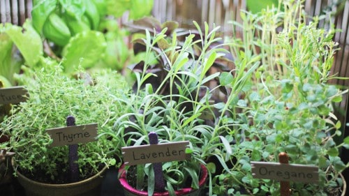 herb-garden-cu2
